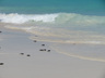 Leatherback Turtle hatchlings