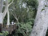 Fig Forest