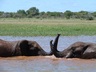 Lake Jozini boat cruise Elephants