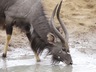 Safari- Nyala Bull