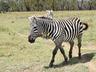 Wildlife