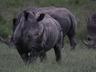 Wildlife