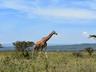Wildlife