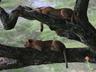 Wildlife