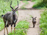 Rhino Sands Safari Camp