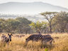 Rhino Sands Safari Camp