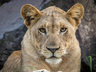 Rhino Sands Safari Camp