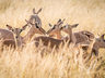 Rhino Sands Safari Camp