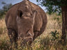 Rhino Sands Safari Camp