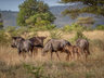 Rhino Sands Safari Camp