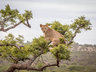Rhino Sands Safari Camp