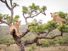 Rhino Sands Safari Camp