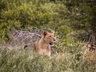 Rhino Sands Safari Camp