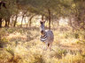 Rhino Sands Safari Camp