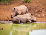 Rhino Sands Safari Camp