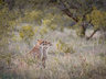 Rhino Sands Safari Camp