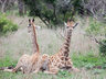 Rhino Sands Safari Camp