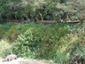Hippo by the river