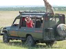 Safari