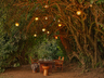 Outside dining