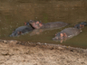 Hippos on the Talek River