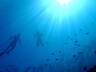 Baglioni Resort Maldives Snorkeling