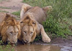 Amakhosi Safari Lodge