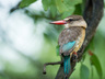 Bird Watching