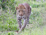 Safari Experience