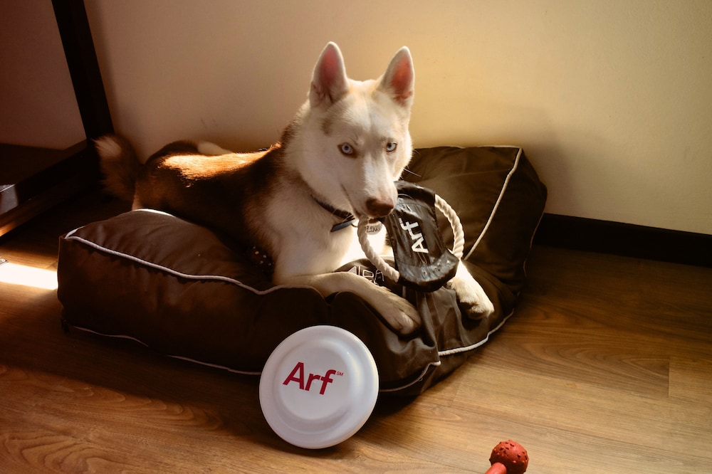 Pet-friendly