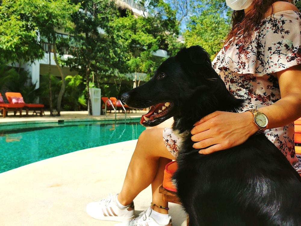 Pet-friendly
