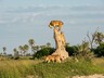 Lions