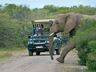 Game Drives