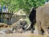 Elephant Whispers