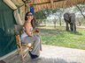 Elephant at tent