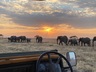 On safari