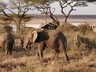 Elephants walking through camp