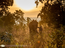 Elephant Hills Luxury Tented Bush Camp
