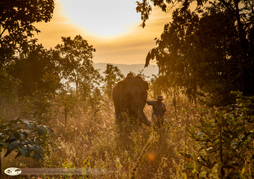 Elephant Hills Luxury Tented Bush Camp