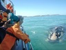 whales