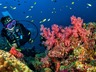 Scuba Diving