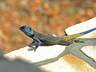 Lizard