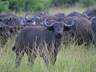 Buffalo