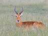 Gazelle