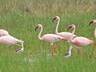 Flamingos