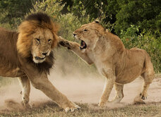Zebra Plains Mara Camp