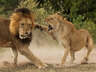 Lions