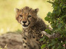 Baby leopard