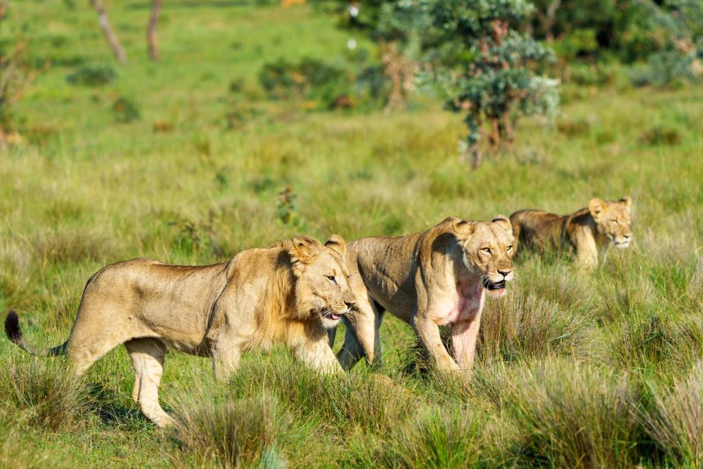 Lions