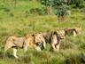 Lions